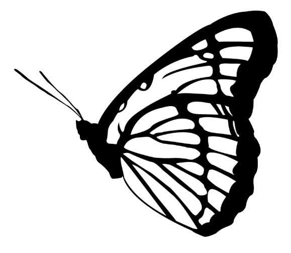 Họa Tiết Bướm 2